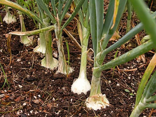 A row of onions in the soil of a garden Onions growing in the garden Alliums plants stock pictures, royalty-free photos & images