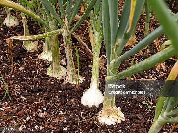 A Row Of Onions In The Soil Of A Garden Stock Photo - Download Image Now - Onion, Plant Bulb, Dirt