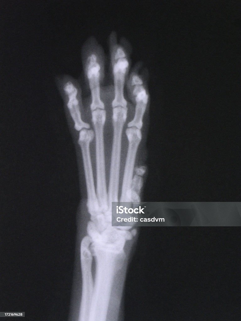 Pawprint - 로열티 프리 가락뼈 스톡 사진