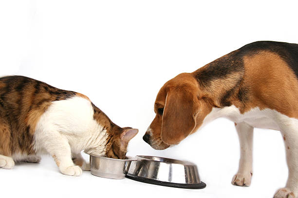 istock Your meal is more tasty 172169763