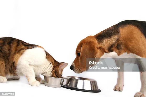 A Refeição É Mais Saboroso - Fotografias de stock e mais imagens de Cão - Cão, Gato domesticado, Comer