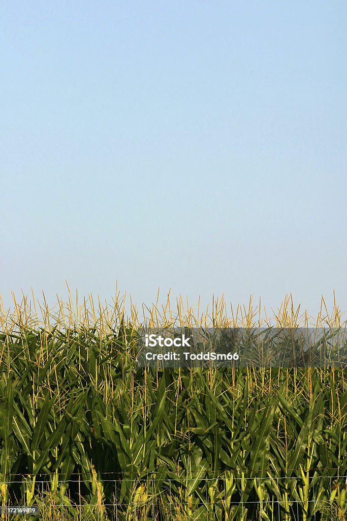 Кукурузный стеблей - Стоковые фото Кукуруза - урожай роялти-фри