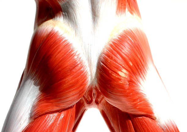 mięśnie-butt - human muscle buttocks sport surgery zdjęcia i obrazy z banku zdjęć
