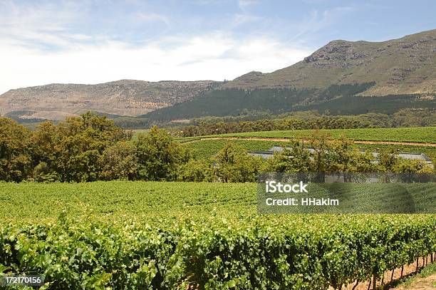 Viñedo Foto de stock y más banco de imágenes de Agricultura - Agricultura, Alimento, Bodega de vino