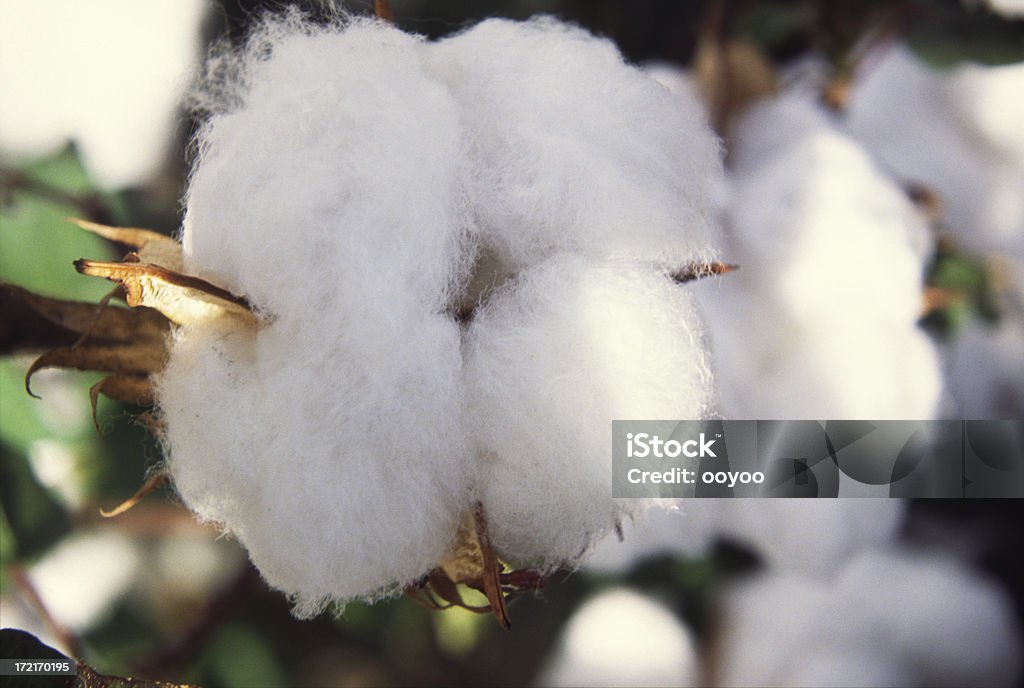 Close-up de algodão - Foto de stock de Agricultura royalty-free