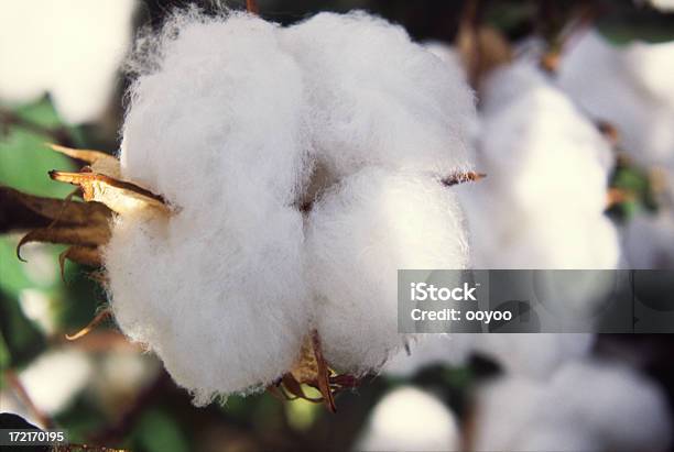 Foto de Closeup De Algodão e mais fotos de stock de Agricultura - Agricultura, Algodão - Malvaceae, Branco