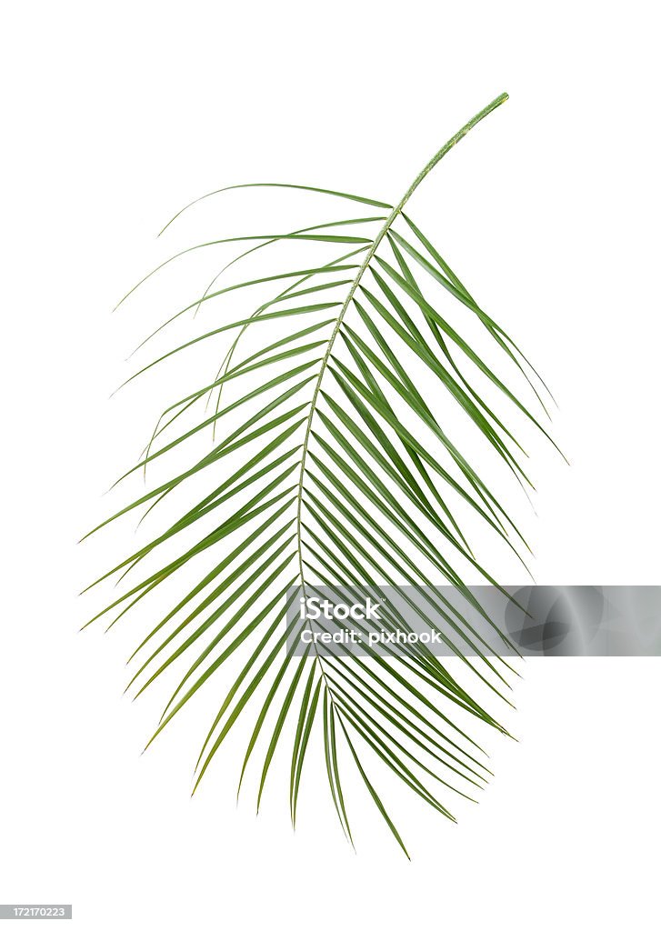 Palm Fronde - Royalty-free Cor verde Foto de stock