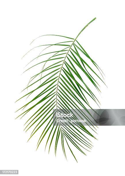 Palm Fronde - Fotografias de stock e mais imagens de Cor verde - Cor verde, Figura para recortar, Flora