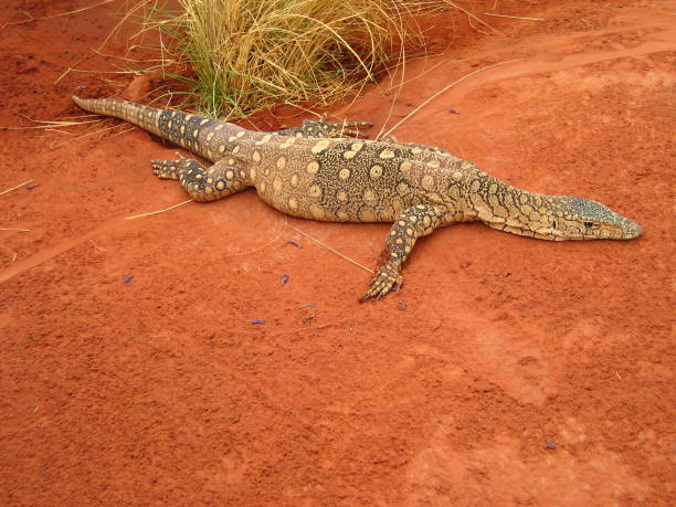 オーストラリア goanna - monitor lizard alice springs northern territory australia ストックフォトと画像