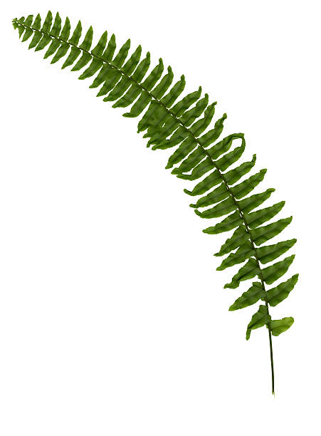 Fern folha isolada - foto de acervo