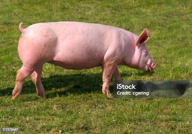 Porquinho - Fotografias de stock e mais imagens de Porco - Porco, Andar, Ao Ar Livre