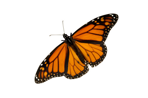 Monarch butterfly isolated on a white background.