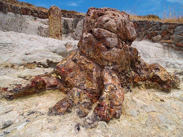 Millions years old "Lesbos contains one of the two known Petrified Forests that exist in the World. Remains of fossil plants, which form the famous Petrified Forest of Lesvos, declared as a Protected Natural Monument." petrified wood stock pictures, royalty-free photos & images