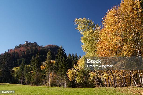 ゴールドの木 - カナダのストックフォトや画像を多数ご用意 - カナダ, 横位置, 樹木