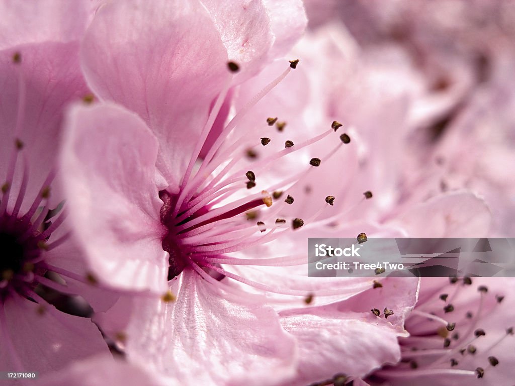 Rosa e graziosa: Fiore di ciliegio - Foto stock royalty-free di Albero
