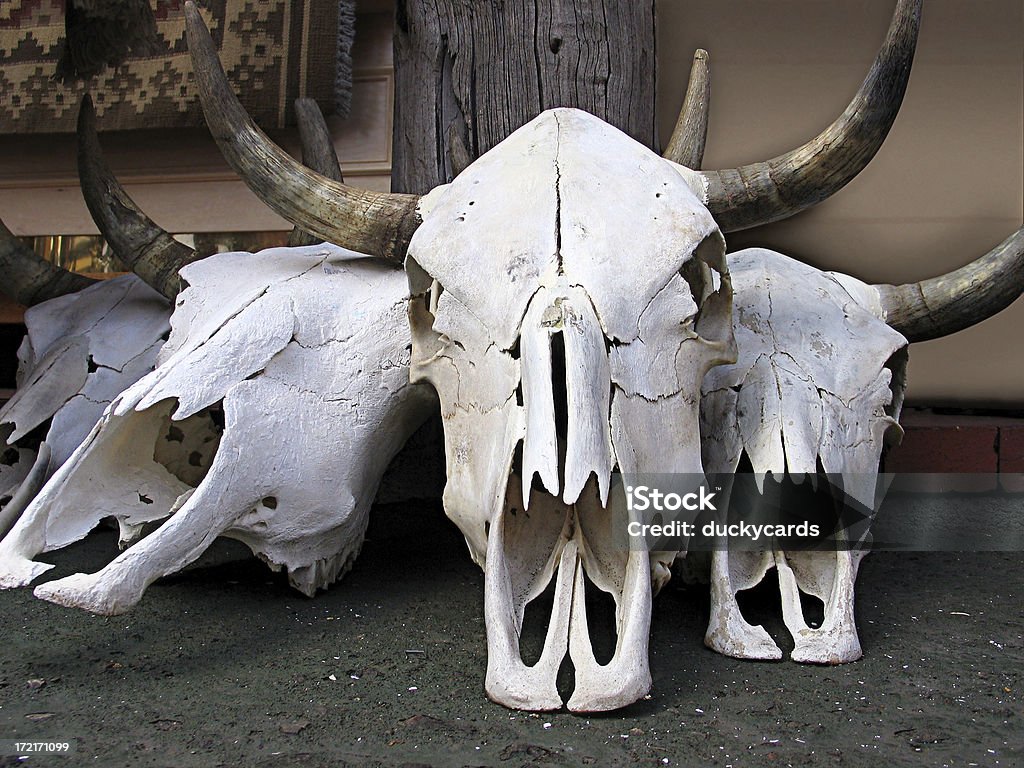 Crânes de décoration du Sud-Ouest américain - Photo de Animal mort libre de droits