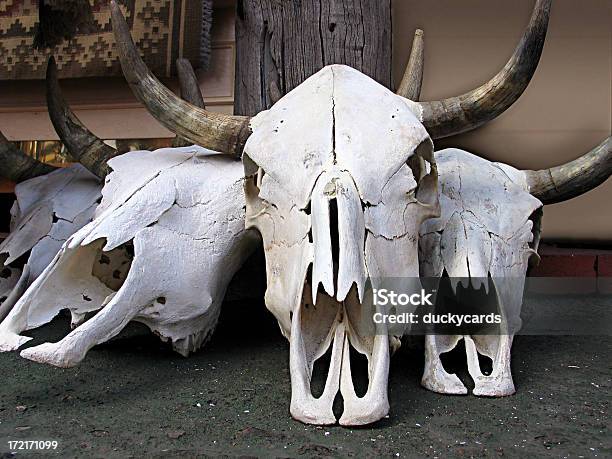 Photo libre de droit de Crânes De Décoration Du Sudouest Américain banque d'images et plus d'images libres de droit de Animal mort - Animal mort, Bovin, Bovin domestique