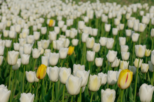 A Minority of yellow tulips in a sea of white tulips.