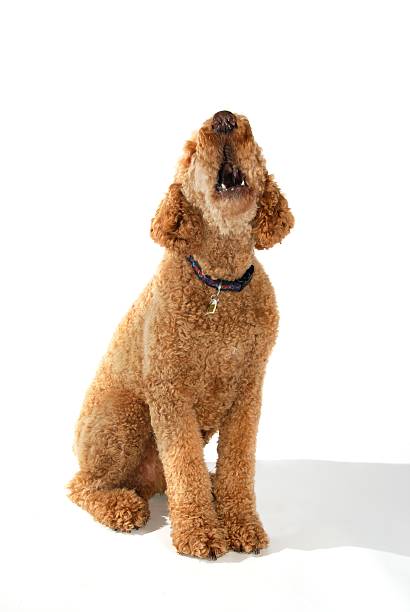 バーク - standard poodle ストックフォトと画像