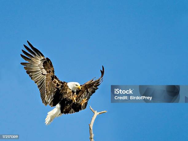 Leidenschaftliche Eagle Landing Stockfoto und mehr Bilder von Adler - Adler, Allegorie, Besorgt