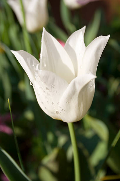 close up of white tulip with water droplets stock photo