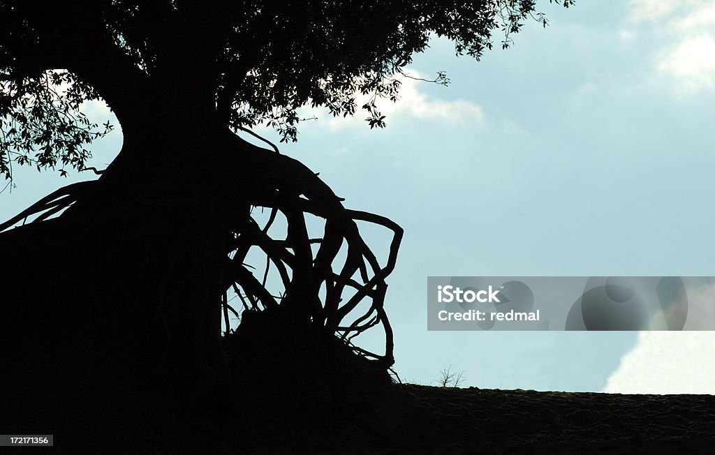 A árbol - Foto de stock de Raíz libre de derechos
