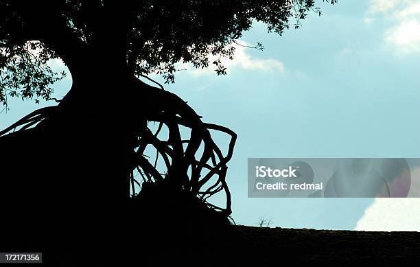 A Árbol Foto de stock y más banco de imágenes de Raíz - Raíz, Árbol, Azul