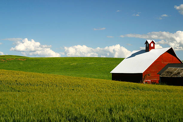 istock Red Barn in Green Field 172171414