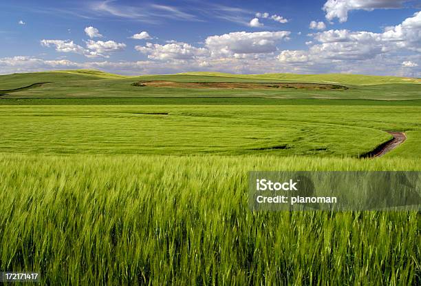 Rolling Campo Verde - Fotografie stock e altre immagini di Ambientazione esterna - Ambientazione esterna, Bellezza, Bellezza naturale