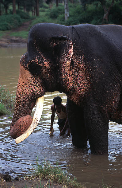 istock Man washing an elephant in a river 172171502