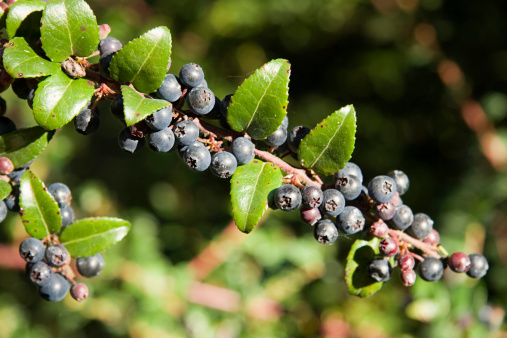 Huckleberry branch with ripe berries (Vaccinium ovatum)