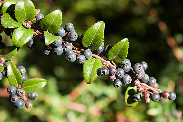 Huckleberries Huckleberry branch with ripe berries (Vaccinium ovatum) huckleberry stock pictures, royalty-free photos & images