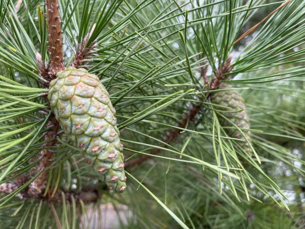 260+ Fotos, Bilder und lizenzfreie Bilder zu Japanische Rotkiefer Fotos