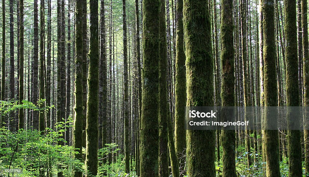 Pacific Northwest-Regenwald in Washington State - Lizenzfrei Baum Stock-Foto