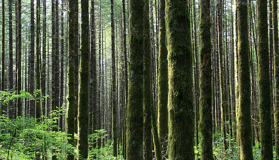 A beautiful forest in the Pacific Northwest. A rain forest in Washington, DC. Nature image of ferns, moss, and other plants in a quiet and peaceful wilderness area in the Pacific coast and Olympic National Park. Image is taken just after rain storm to enhance the saturated colours of the landscape. 