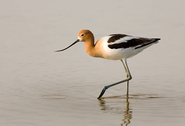 American Avoceta - fotografia de stock