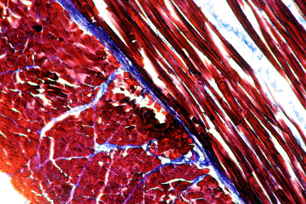 esame microscopico immagine del muscolo striato - muscolo animale foto e immagini stock