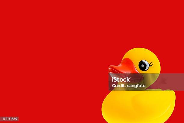 Duckie - Fotografie stock e altre immagini di Animale - Animale, Arancione, Colore nero