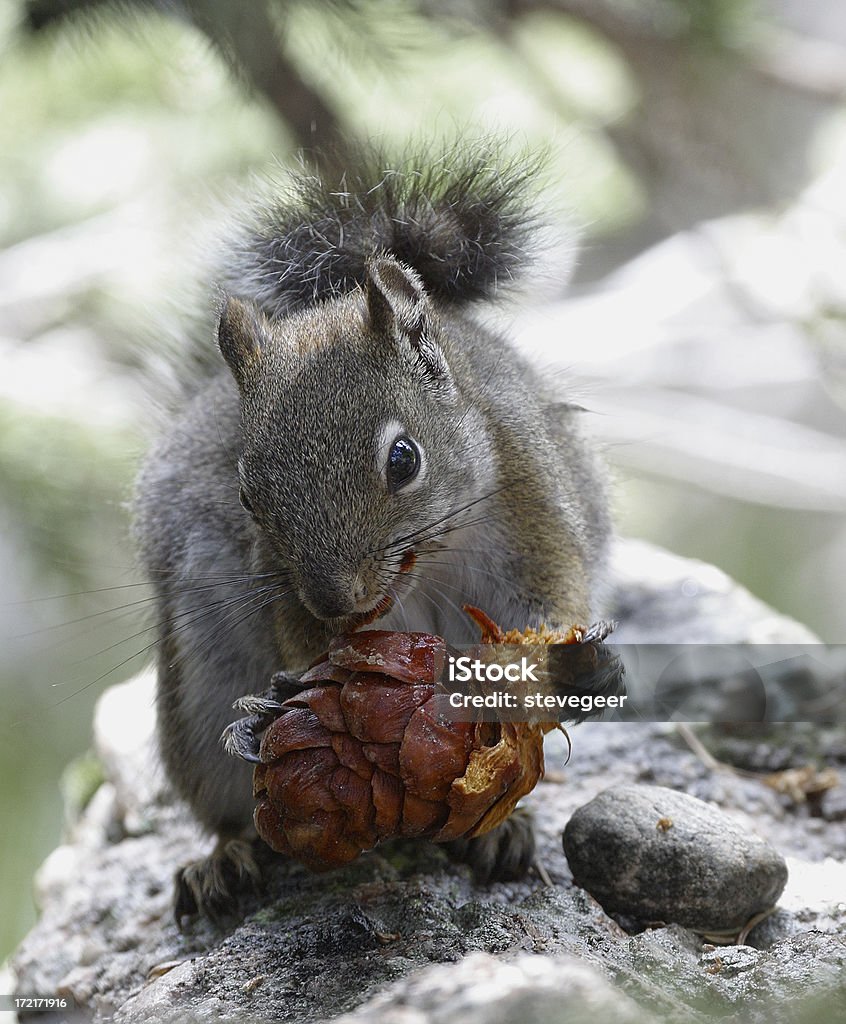 Esquilo com Pinecone - Royalty-free Animal Foto de stock