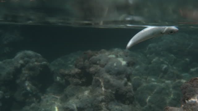 A dead fish on the water surface, with underwater rocks in the background. The camera is at the edge of the water, both above and below it. Close-up view.