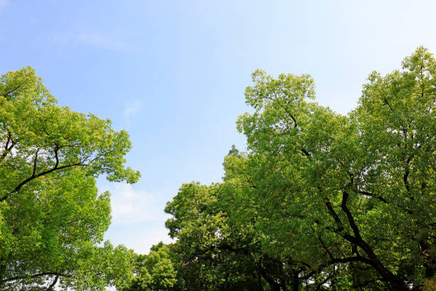 Green canopy in sky background, North China