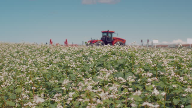 Farmer harvests buckwheat with a tractor