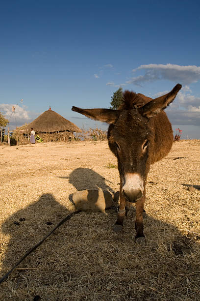 에티오피아식 풍경, 오두막 - animal africa ethiopia mule 뉴스 사진 이미지
