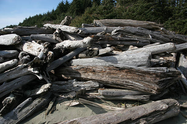 istock Driftwood On The Beach After A Storm 172172134