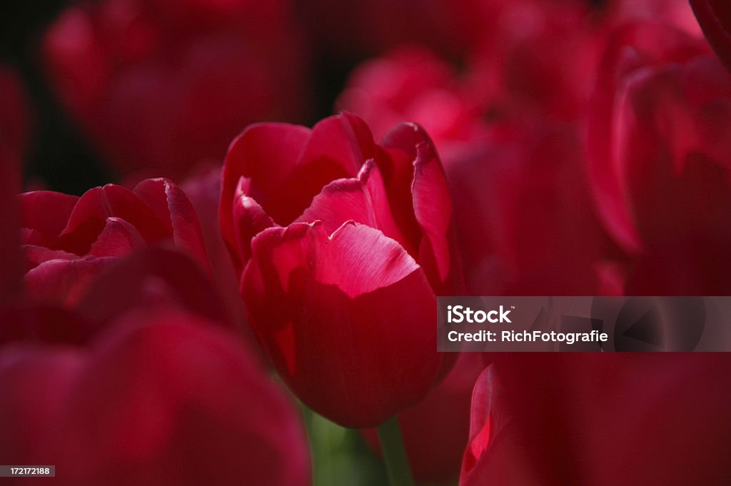 Tulipe dans un rayon de lumière - Photo de Champ libre de droits