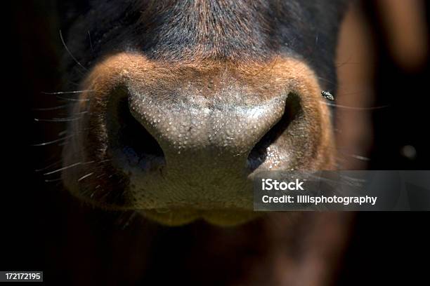 Vaca Nariz Con Tábano Foto de stock y más banco de imágenes de Animal - Animal, Boca de animal, Cerca de