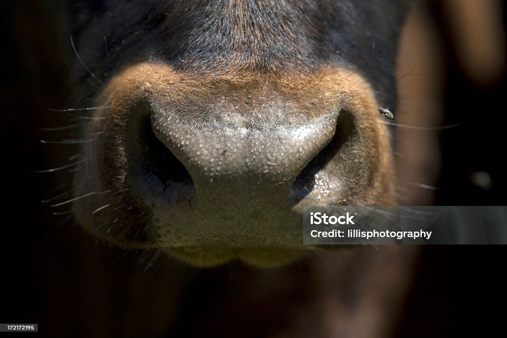 Vacca naso con cavallo Fly - Foto stock royalty-free di Animale