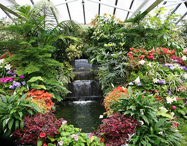 Beautiful Indoor Tropical Gardens "Butchart Gardens in the Springtime. Victoria British Columbia. Palms,Lilies,Coleus," coleus photos stock pictures, royalty-free photos & images