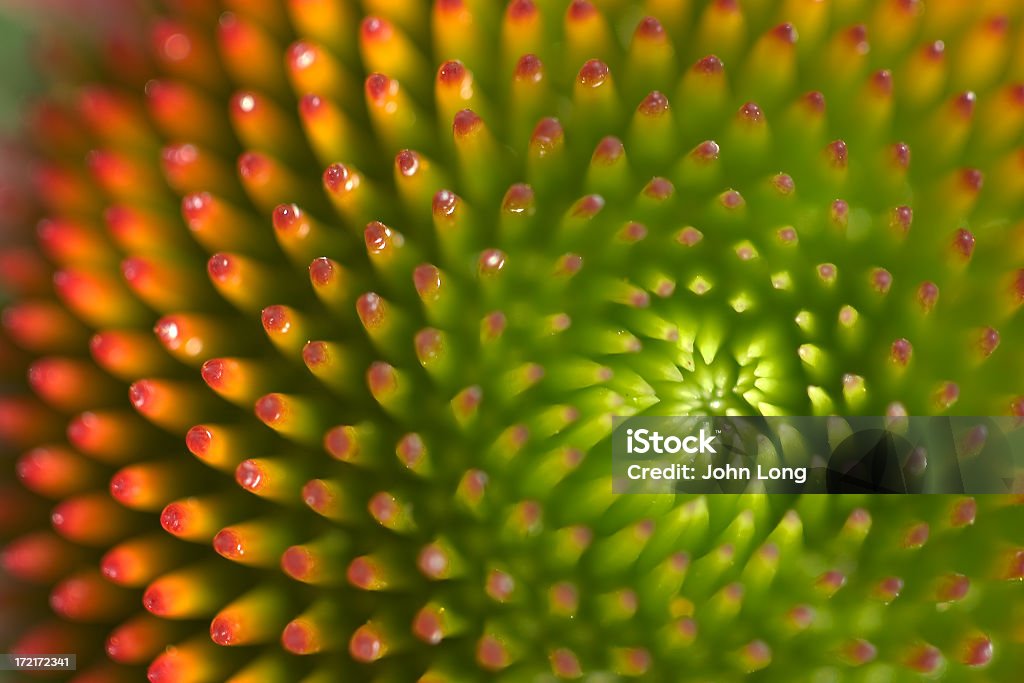 In der Nähe von Ringelblume-Blume – Detail - Lizenzfrei Natur Stock-Foto
