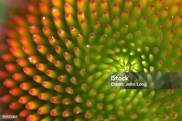 In Der Nähe Von Ringelblumeblume Detail Stockfoto und mehr Bilder von Natur - Natur, Makrofotografie, Blume